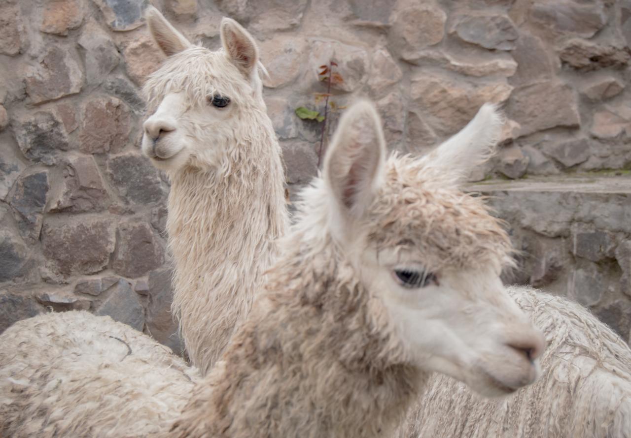 Inkita Boutique Lodge Cusco